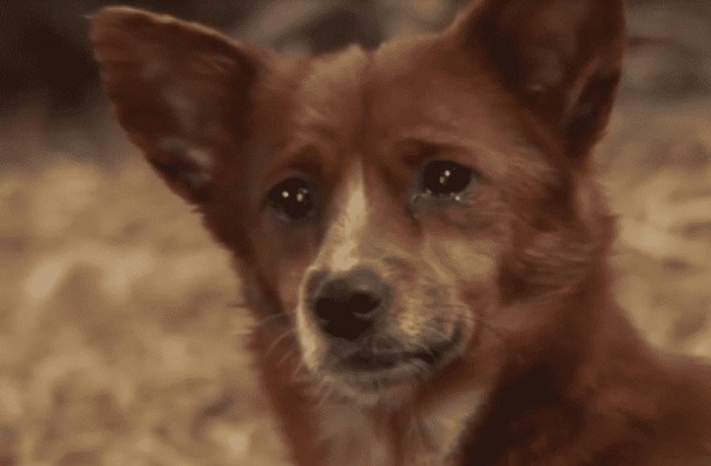 母親のように慕っていた牛との別れに涙を流して悲しむ犬。両者の固い絆を見た飼い主は牛を手放すことをやめることに