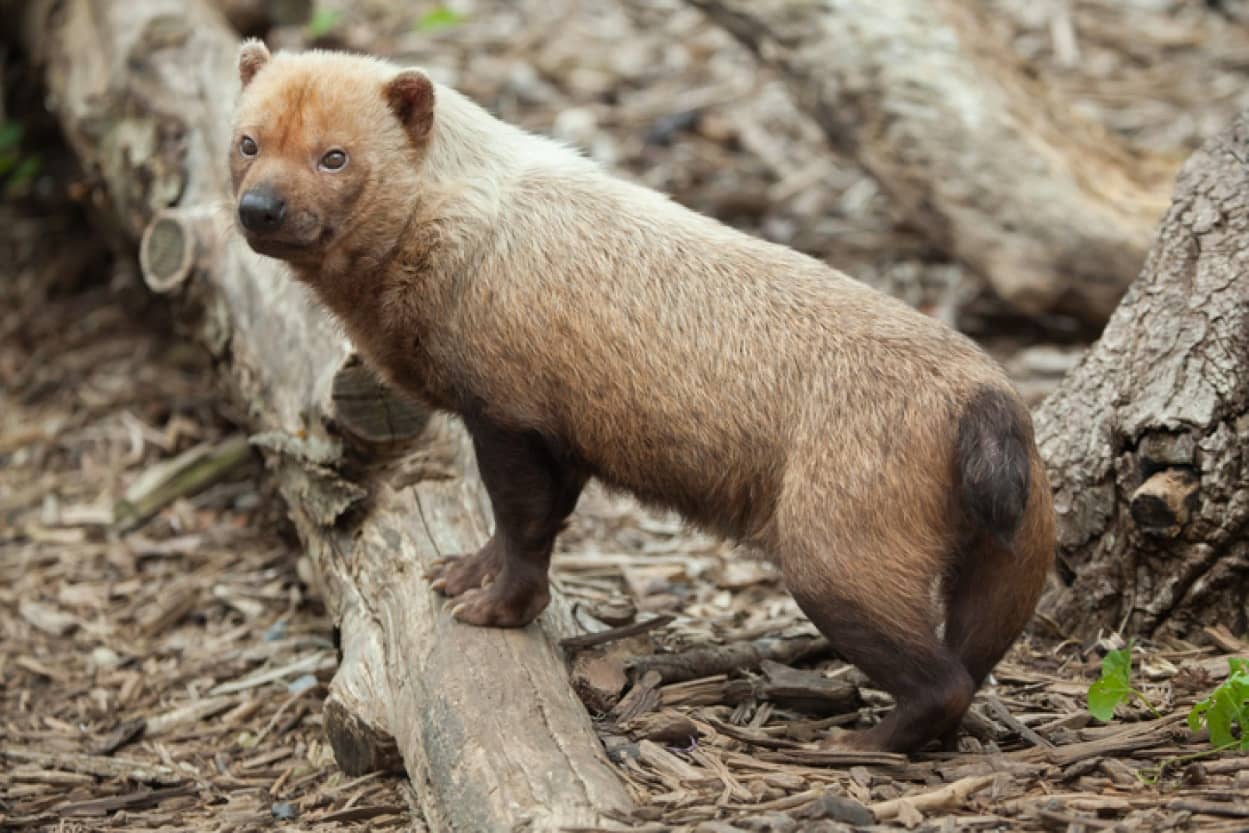 キツネと犬と豚のハイブリッド！？公園に現れた謎の動物の正体は？