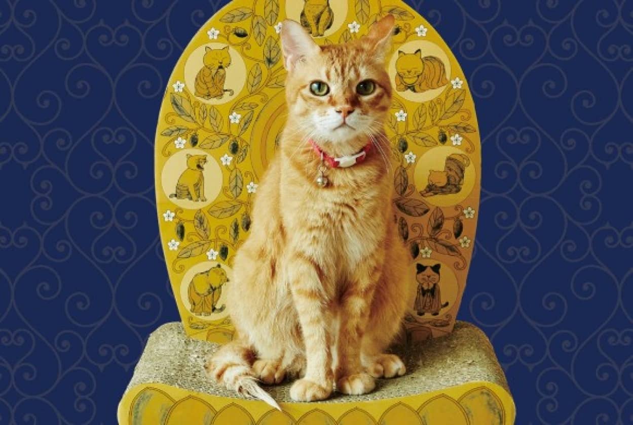 猫は我が家のご本尊 座るだけで猫に後光がさす 光背つめとぎ が予約販売中 カラパイア 猫は我が家のご本尊 座るだけで猫に後光がさす 光背つめとぎ が予約販売中 カラパイア
