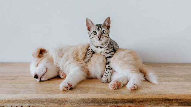 犬と猫を仲良くさせるにはフェロモンの力を借りればいい（英研究）