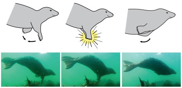 seal_e