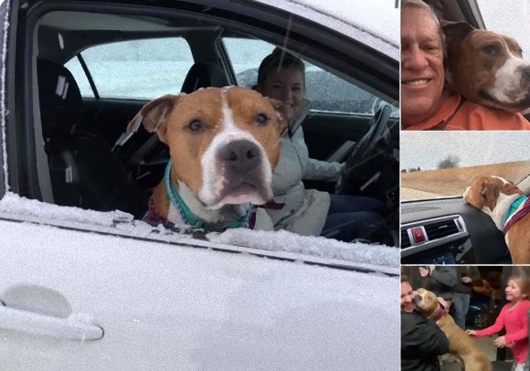 盗まれた犬、善意の輪による連係プレーで4日間かけて3200km離れた場所から飼い主のもとへ（アメリカ）
