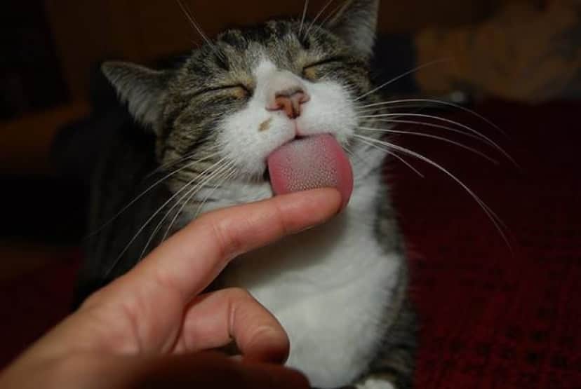 そこには愛があるらしい 謎に満ちた猫のおなじみ愛情表現 カラパイア そこには愛があるらしい 謎に満ちた猫のおなじみ愛情表現 カラパイア