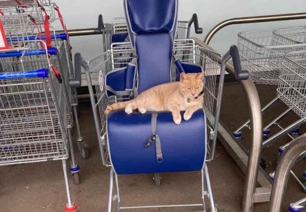 スーパーが馴染みの猫を追い出したところ不買運動が勃発
