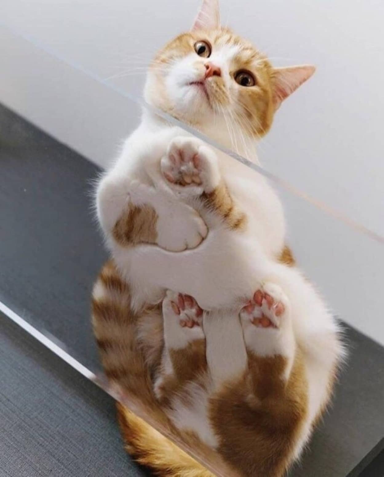 ガラスの上の猫の姿があまりにもペタンとしていたのでコラ職人頑張る カラパイア