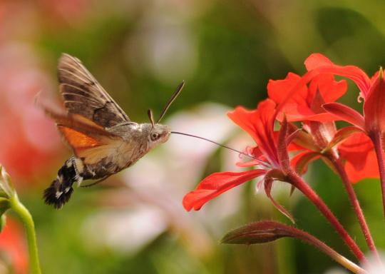 ネットアイドル生物図鑑 こんなにかわいいのに蛾の仲間 クロスキバホウジャク Hummingbird Hawk Moth カラパイア