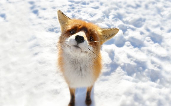 キツネに恋する5秒前 雪景色に溶け込んでかわいさシナジーなキツネたちの画像 カラパイア