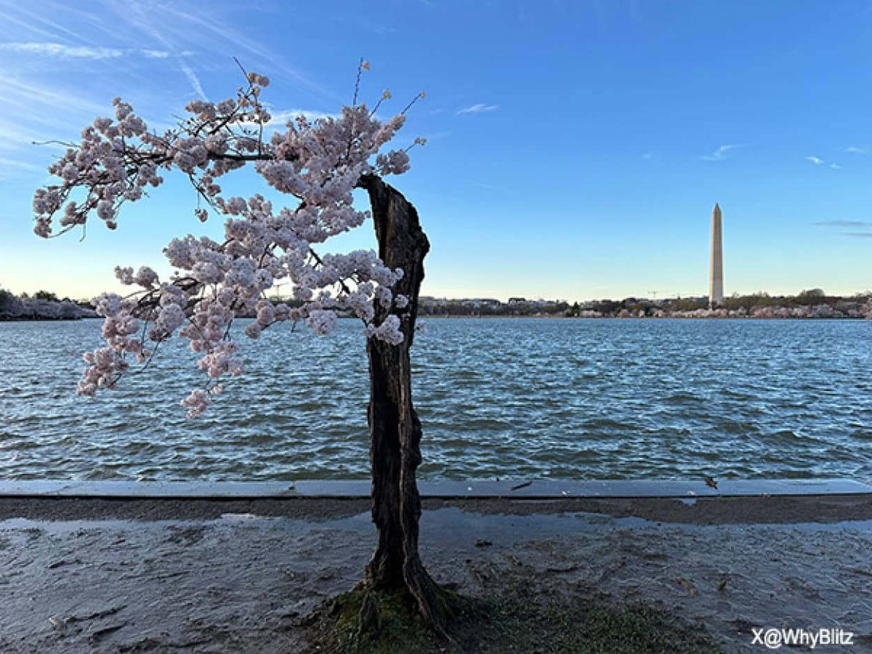 ワシントンの枯れかけの桜が最後に満開の花