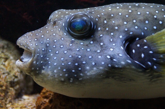 puffer-fish-486106_640