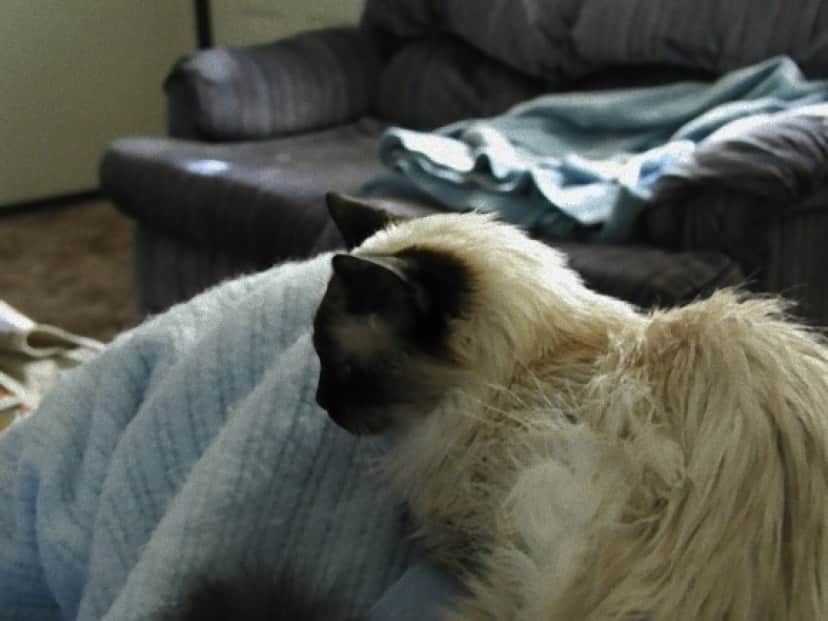 cat8_e