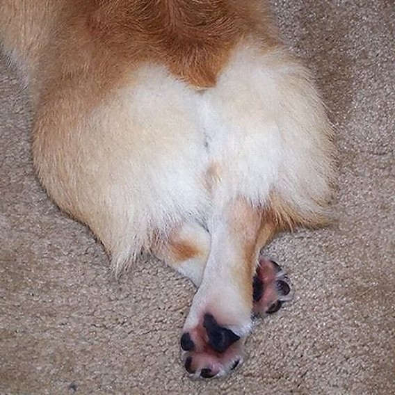 photos_of_corgi_butts_17_e