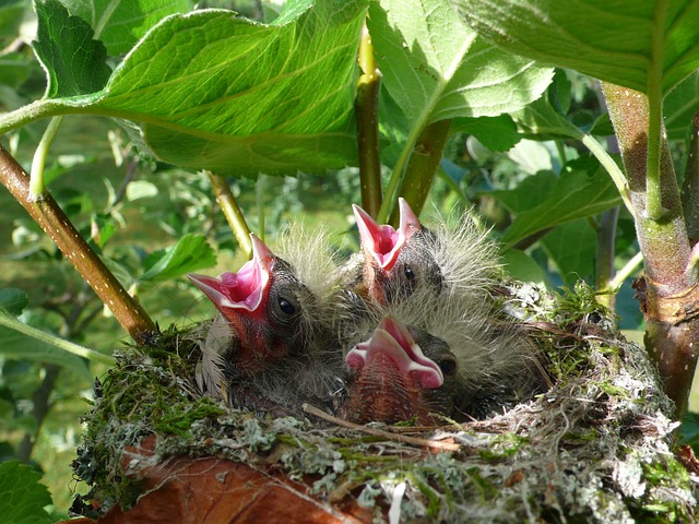 chick-1939192_640