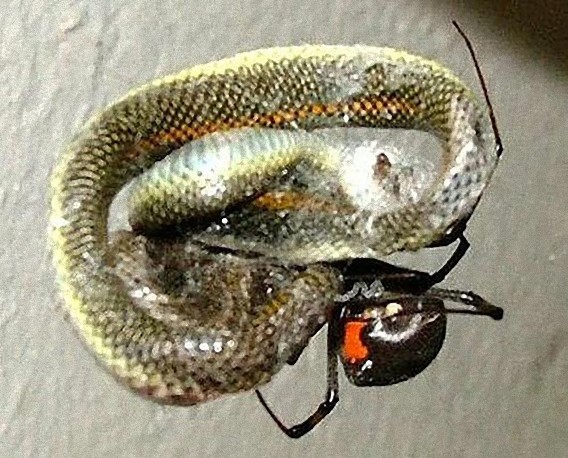 south_african_spider_catches_and_eats_the_snake_640_02_e
