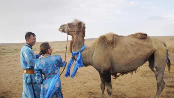 元の飼い主が忘れられず砂漠を100キロ歩いて戻ったラクダ 中国内モンゴル自治区 年7月26日 Biglobeニュース