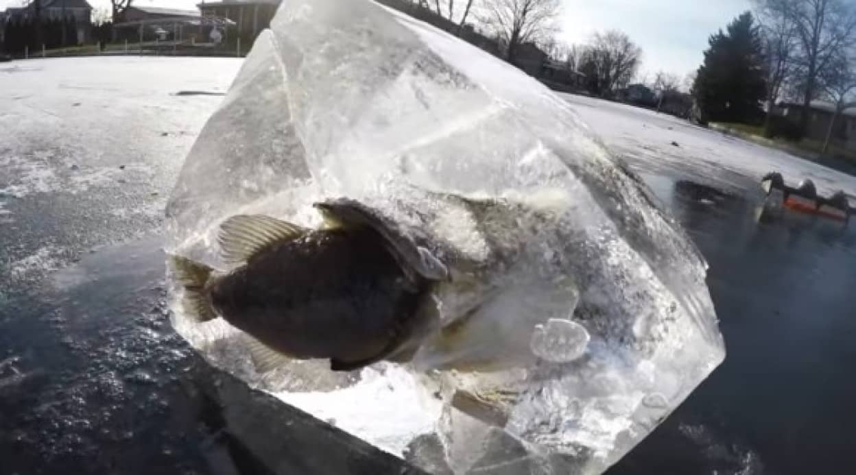 志 こころざし が半ばすぎた 魚を食べてる最中に氷漬けになってしまった魚 カラパイア 志 こころざし が半ばすぎた 魚を食べてる最中に氷漬けになってしまった魚 カラパイア