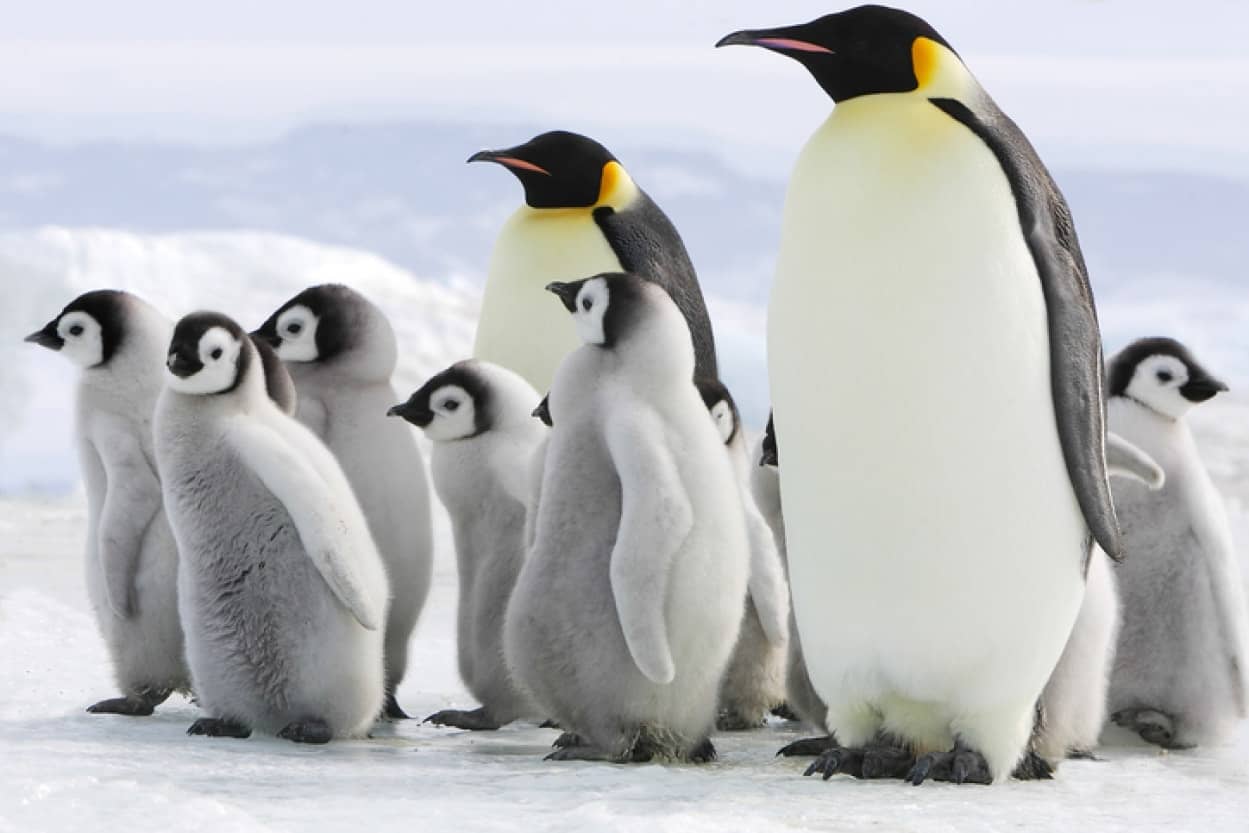 コウテイペンギンのコロニーが南極で新たに発見される