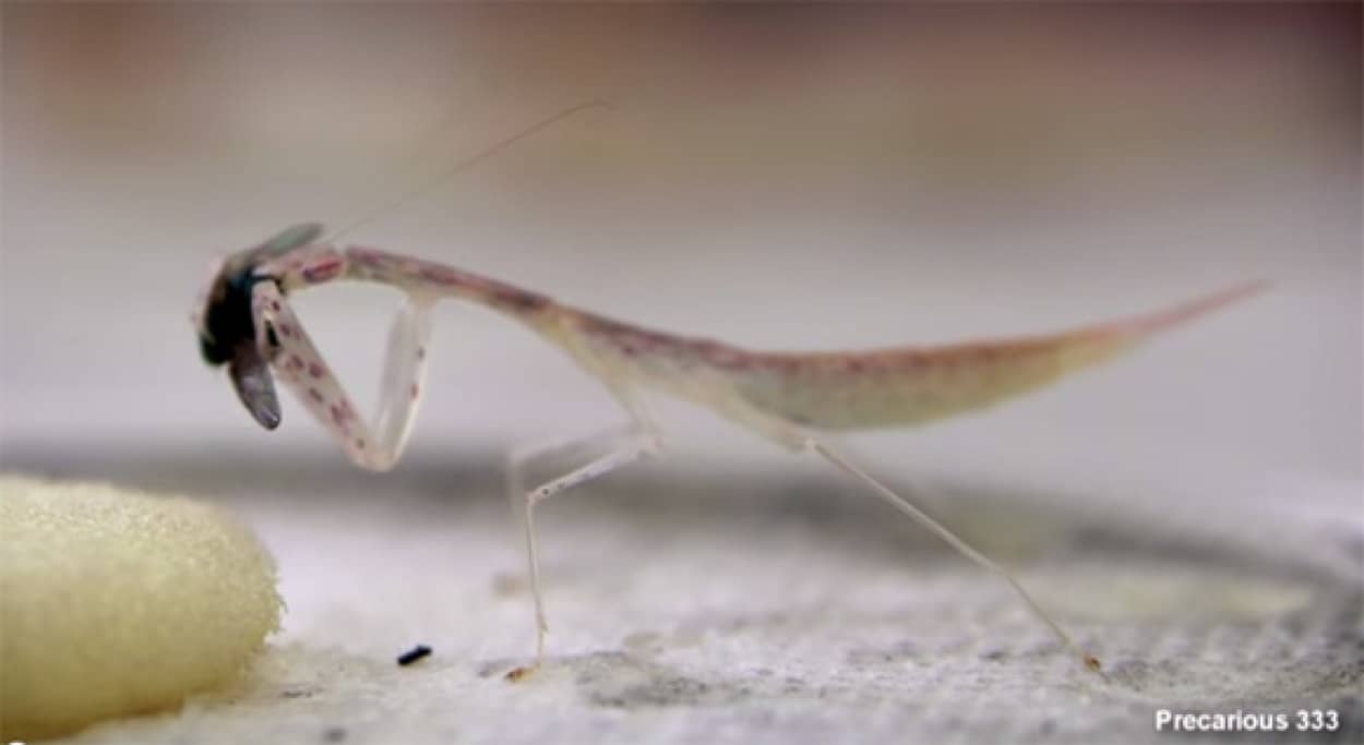 透けて見えるぜ 透明のカマキリがハエを食べている時の臓器の動きが良く分かる高画質映像 閲覧注意 カラパイア