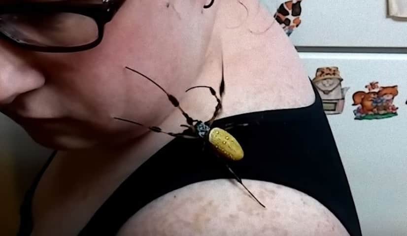 spider2_e
