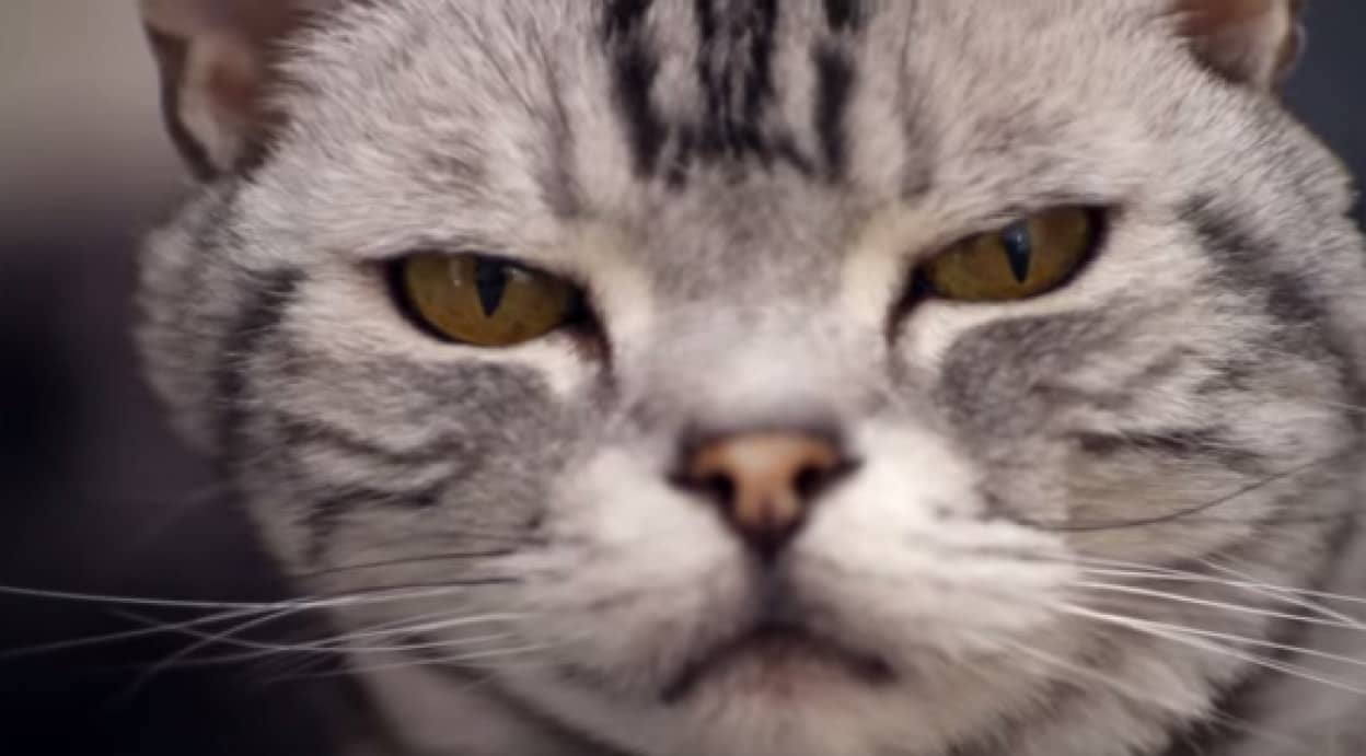 吾輩は猫である 先輩猫が後輩猫に人生を語る大ヒット猫動画 親愛なる子猫よ カラパイア