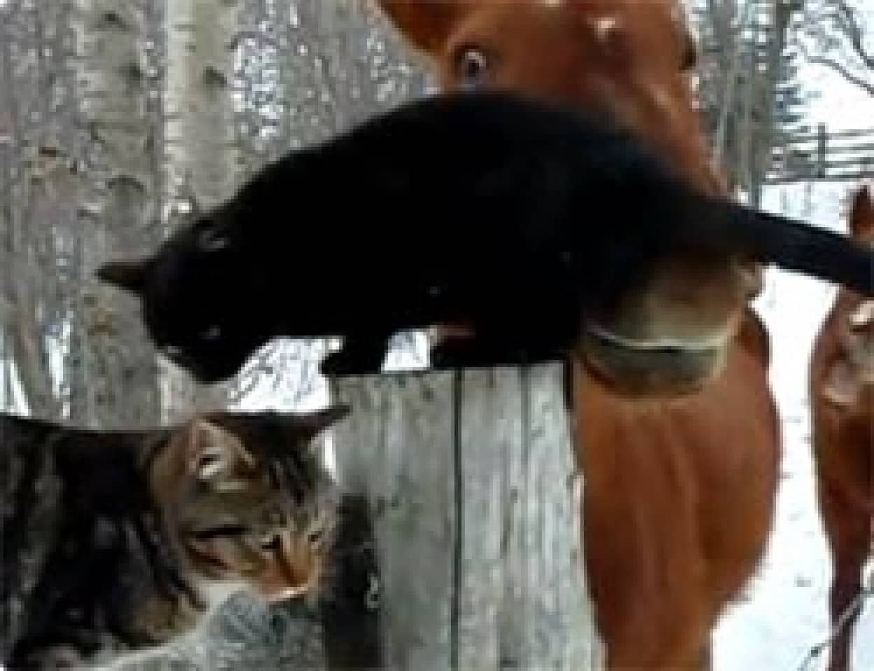 仲良しすぎる馬と猫特集 カラパイア 仲良しすぎる馬と猫特集 カラパイア