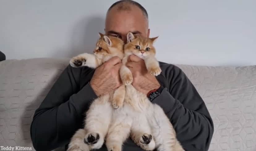 ねこざんまい 子猫たちに囲まれてうれしさがダダ洩れ中のお父さん カラパイア