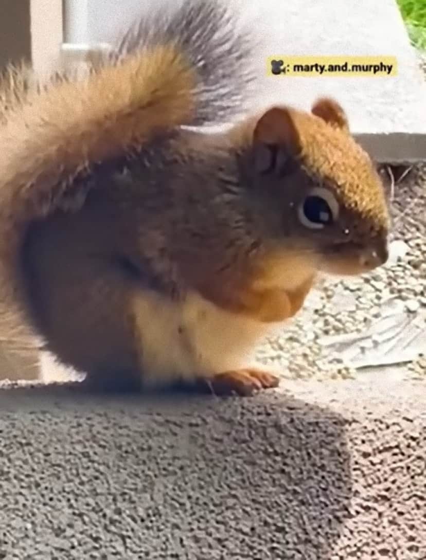 golden and chippy3_e