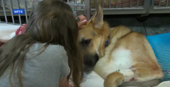 少女を守るため 猛毒のヘビに3度も噛まれながら立ち向かっていった犬 アメリカ カラパイア