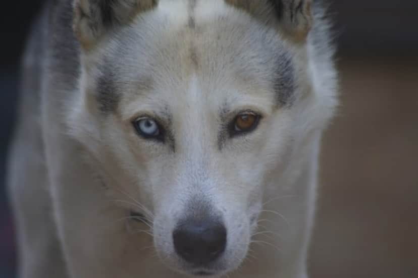 animal-3545017_640_e