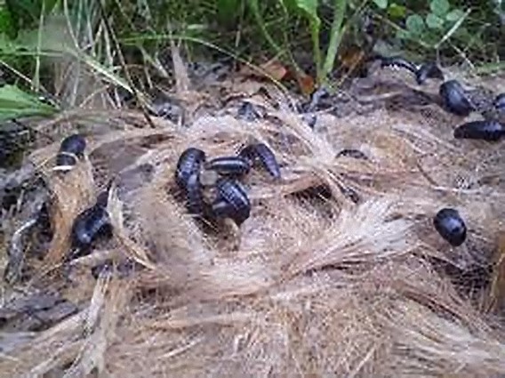 動物の死肉を食らう昆虫 シデムシ 死出虫 のホラーな世界 カラパイア