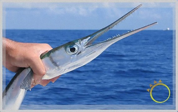 神の逆鱗に触れたとしか思えない狂った造形をした5つの水中生物 でも強い 画像 動画 カラパイア 神の逆鱗に触れたとしか思えない狂った造形をした5つの水中生物 でも強い 画像 動画 カラパイア