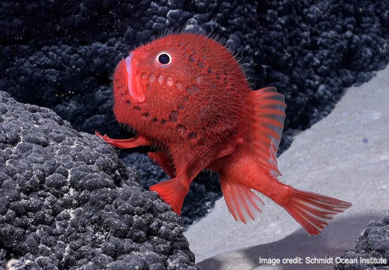 100種以上の深海海洋生物がチリの海底山脈で発見される