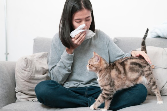 猫好きだけど猫アレルギー、そんな人に朗報かも。アレルギーの症状を緩和してくれる抗体入りのキャットフードの開発