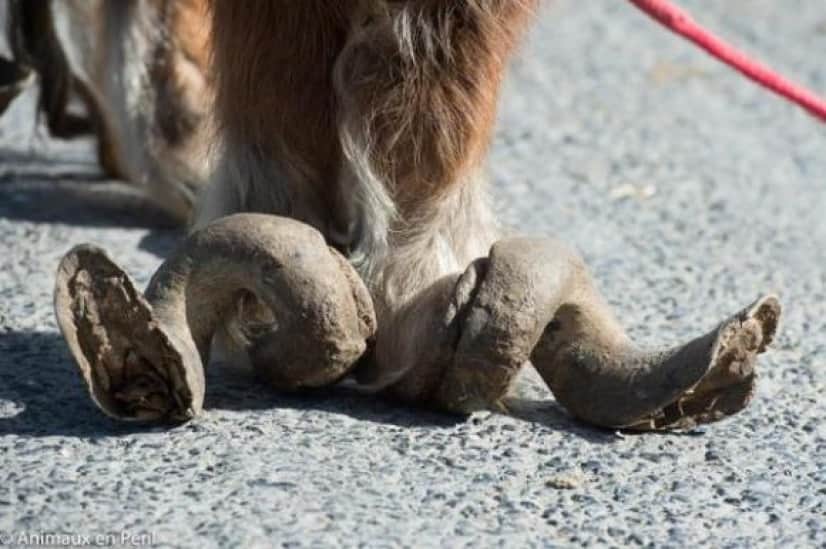 10年以上もの間 飼育放棄され続けたポニー そのひづめは大変なことになっていた カラパイア 10年以上もの間 飼育放棄され続けたポニー そのひづめは大変なことになっていた カラパイア
