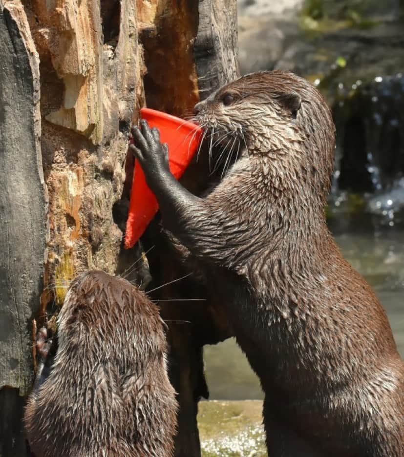otter-4455023_1280_e