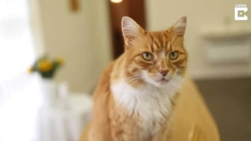 funeral cat2_e