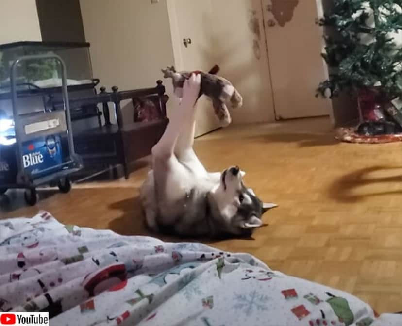鍛えているのか ハスキー犬のぬいぐるみの遊び方が独特だった件 カラパイア