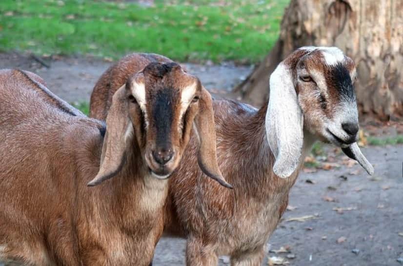 goat-3819397_640