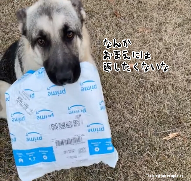 犬も配達員を選ぶ。荷物を返してとお願いするもいう事を聞かず、別の配達員に返しに行く