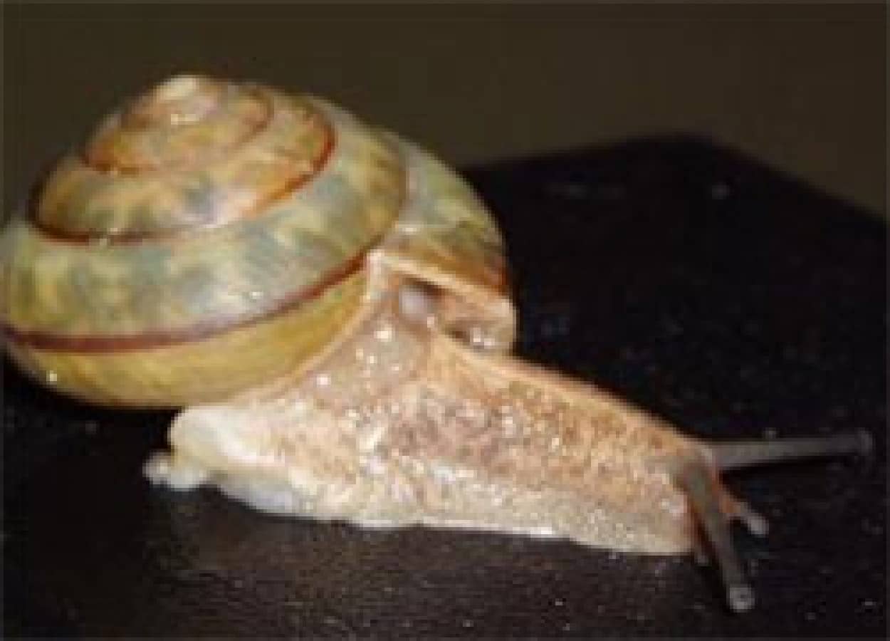 カタツムリも天敵に襲われると尻尾を切る 八重山固有種で世界初確認 カラパイア
