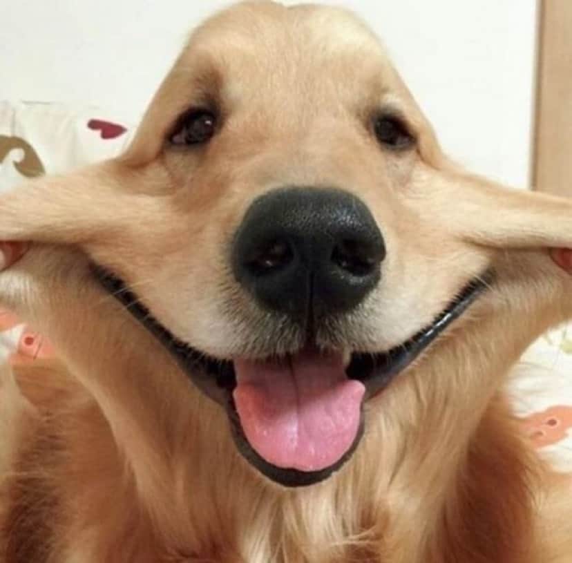 犬ってやっぱいいやつだ 犬のびよ んがあまりにも脱力キュート カラパイア 犬ってやっぱいいやつだ 犬のびよ んがあまりにも脱力キュート カラパイア