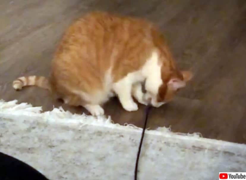 誰も遊んでくれないなら自分でやる 猫じゃらしを自分で振って遊ぶ永久機関な猫 カラパイア 誰も遊んでくれないなら自分でやる 猫じゃらしを自分で振って遊ぶ永久機関な猫 カラパイア