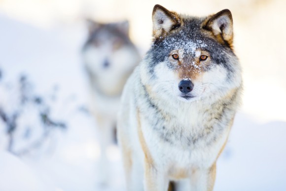 狼は人間に協力的でフレンドリー。犬はその血を受け継いだ（オーストリア研究）