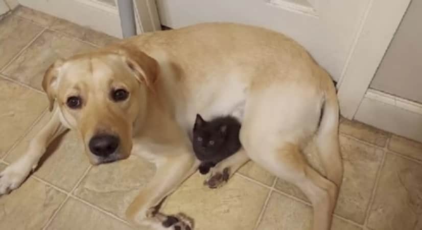 dog and cat2_e