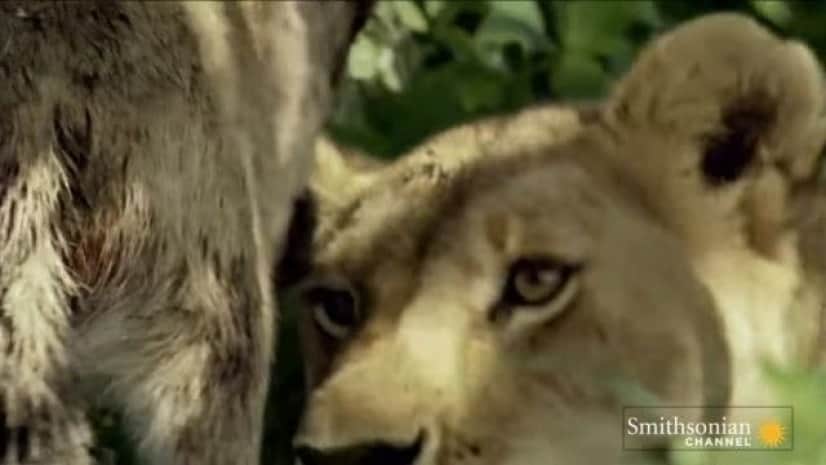 ママ ママ 狩ってはみたけれど 自分に甘えてくるヌーの赤ちゃんを守るメスライオン カラパイア