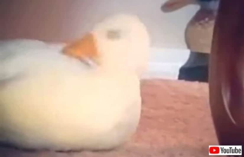 sleepyduck3_640