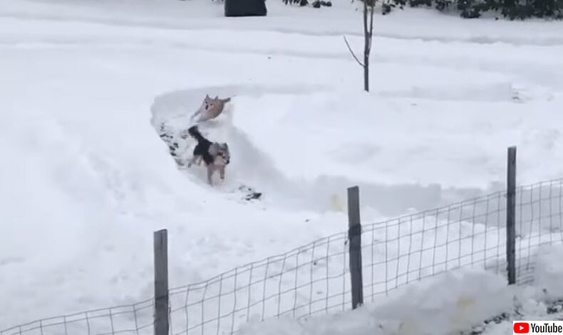 これなら自動で帰ってくる！飼い主が犬の為に作った雪上レース場はこちら！