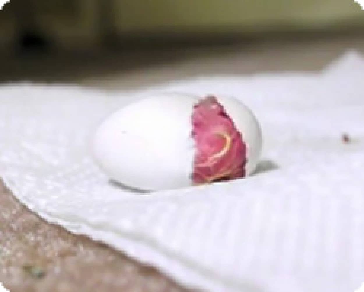 動画オカメインコが卵からヒナになるまでの30日間の記録映像 : カラパイア 動画オカメインコが卵からヒナになるまでの30日間の記録映像 : カラパイア
