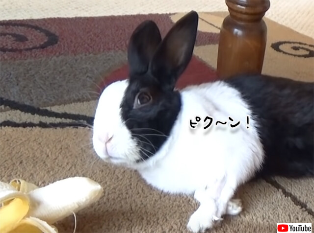 寝ていたウサギがバナナに気が付いた時の反応がピク～ン！