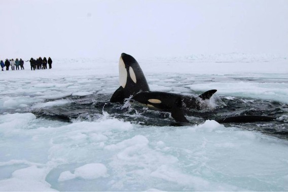 氷に閉じ込められたシャチ11頭たち 氷の隙間からパクパクと代わる代わる呼吸 カナダ カラパイア