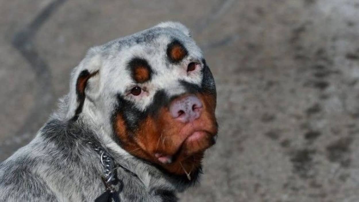 みんな違ってみんないい 白斑の動物たちの画像 カラパイア